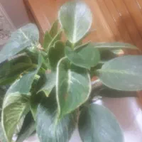 120مترخیابان-هشت-بهشت