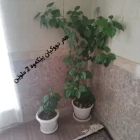 گل زینتی|گل و گیاه طبیعی|بانه, |دیوار