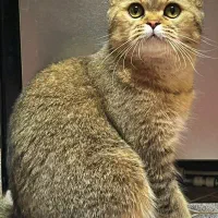 واگذاری گربه بریتیش