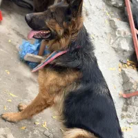 سگ ژرمن شپرد شولاین کینگ|سگ|گرگان, |دیوار