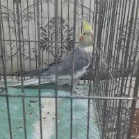 عروس هلندی مولد|پرنده|دورود, |دیوار