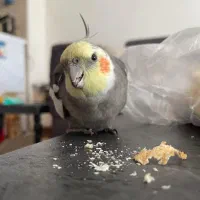 عروس هلندی گمشده