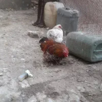 یک جفت مرغ و خروس کوشین