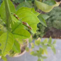 خدمات باغبانی|خدمات باغبانی و درختکاری|فردیس, قریشی|دیوار