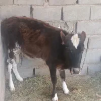 قیمت 40000000|حیوانات مزرعه|ریگان, |دیوار