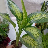 گل و گیاه آپارتمانی|گل و گیاه طبیعی|شاهین‌شهر, خانه کارگر|دیوار