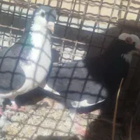 کبوتر|حیوانات|رفسنجان, |دیوار