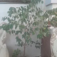 بنجامین بزرگ