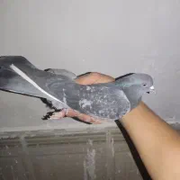 کبوتر|پرنده|بافت, |دیوار