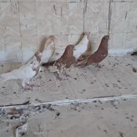 کبوتر کلیی|پرنده|بندر ماهشهر, |دیوار