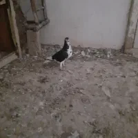 کفتر بوم|پرنده|تربت جام, المهدی|دیوار