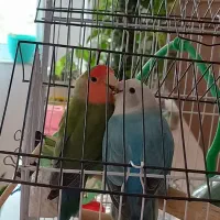 طوطی برزیلی  جفت هلویی نر و ماده با قفس