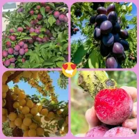 درخت میوه ۲تا ۵سال ، نهال ،گلخانه نهالستان درمشهد