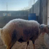 یک بره قوچ ۱۰ماهه|حیوانات مزرعه|کاشان, دشت لتحر|دیوار