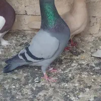 کفتر