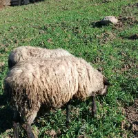 میش رومانف چند قلو زا درجه یک