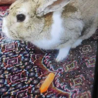 خرگوش خانگی