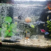 آکواریم در حد نو