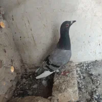 کفتر و کبوتر