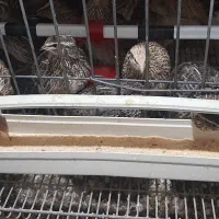 بلدرچین پیش مولد