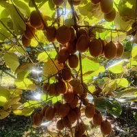 کیوی هاروارد|عمدهفروشی|لاهیجان, لیل|دیوار