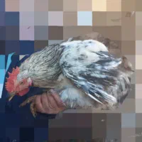 خروس جوان و هیکلی