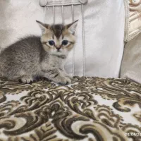 بچه گربه میکس اسکاتیش بریتیش