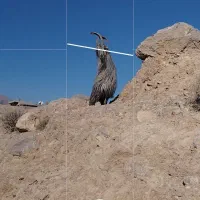پازن ترکی مور سوز چپش بز کهره شاخ چنگی