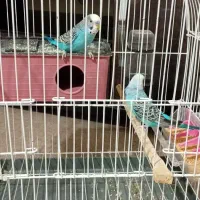 یک جفت مرغ عشق بت قفس یک ملیون