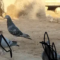 نر جوقی مگس|پرنده|زهک, |دیوار