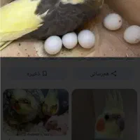 عروس هلندی نر وماده