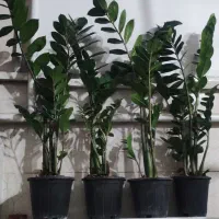 گل بامبو .گلدان یوکا|گل و گیاه طبیعی|ورامین, ورامین|دیوار