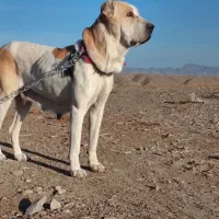 سگ ماده|سگ|نهبندان, |دیوار