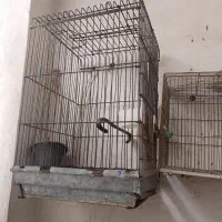 قفس پرنده وعروس هلندی