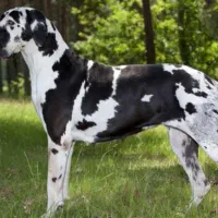 گریت دین نر جهت جفت گیری با ماده ی شما