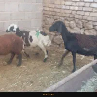 برماده افشار