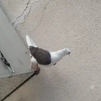 خوشونه|پرنده|خرم‌آباد, |دیوار