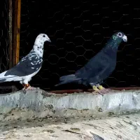 گلی بزک|پرنده|مرودشت, کناره|دیوار