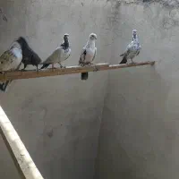 ۵عدد کفتر یجای|پرنده|اندیشه, اندیشه فاز ۱|دیوار