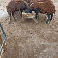 بره.توقلی.گوسفند|حیوانات مزرعه|سیمین شهر, |دیوار