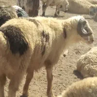 قوچ ترکی