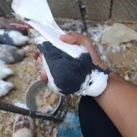 کبوتر زینتی و معمولی|پرنده|یاسوج, |دیوار