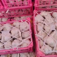 فروش سیر همدان بصورت کلی و جزئی|خوردنی و آشامیدنی|تهران, میدان میوه و تره‌بار مرکزی|دیوار