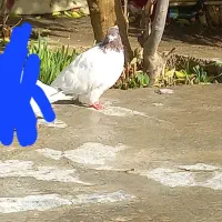 کبوتر کله سرخ|پرنده|دره شهر, |دیوار