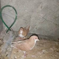 یک جفت شهری زرد|پرنده|داراب, |دیوار