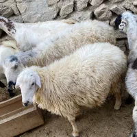 میش بز  کهره