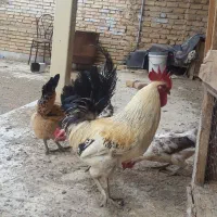 خروس لری اصیل قلم سبز|حیوانات مزرعه|مبارکه, |دیوار