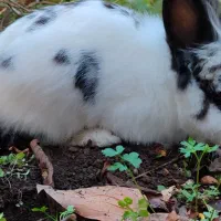 خرگوش لوپ|موش و خرگوش|گرگان, |دیوار