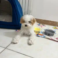 توله سگ شیتزو پودل  ۴ماهه