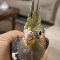 عروس هلندی گمشده